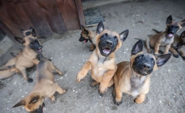 TSK'nın cesur keşif köpekleri. Foto Haber 3