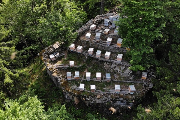 Gümüşhane'de asırlardır zor şartlarda üretip ilaç niyetine kullanıyorlar. Foto Haber 13