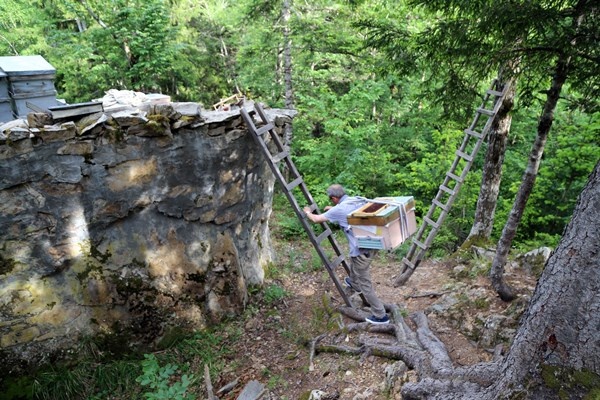 Gümüşhane'de asırlardır zor şartlarda üretip ilaç niyetine kullanıyorlar. Foto Haber 2