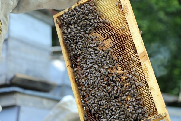 Gümüşhane'de asırlardır zor şartlarda üretip ilaç niyetine kullanıyorlar. Foto Haber 8