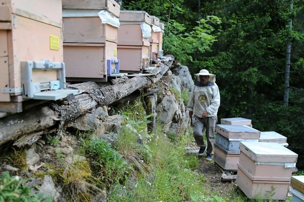 Gümüşhane'de asırlardır zor şartlarda üretip ilaç niyetine kullanıyorlar. Foto Haber 6