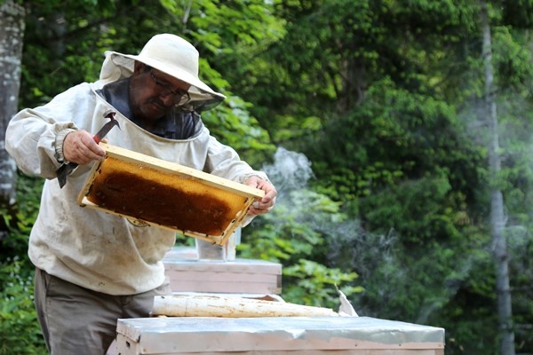 Gümüşhane'de asırlardır zor şartlarda üretip ilaç niyetine kullanıyorlar. Foto Haber 12