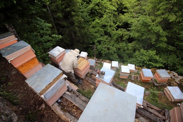 Gümüşhane'de asırlardır zor şartlarda üretip ilaç niyetine kullanıyorlar. Foto Haber 7