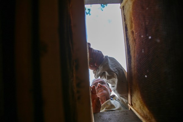 Gümüşhane'de asırlardır zor şartlarda üretip ilaç niyetine kullanıyorlar. Foto Haber 9