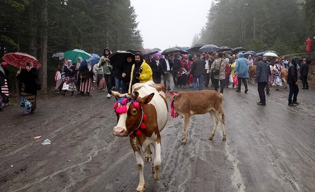 Trabzon'da renkli yayla göçü başladı! 11