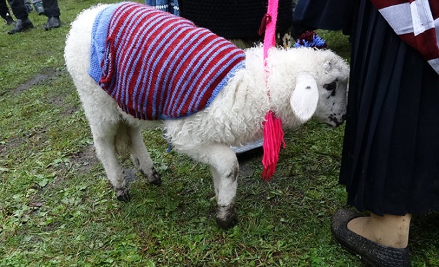 Trabzon'da renkli yayla göçü başladı! 13