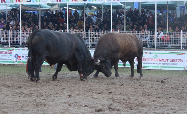 "41. Kafkasör Kültür, Turizm ve Sanat Festivali" sona erdi 8