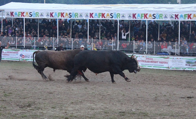 "41. Kafkasör Kültür, Turizm ve Sanat Festivali" sona erdi 9