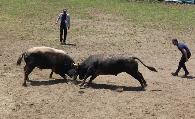 "41. Kafkasör Kültür, Turizm ve Sanat Festivali" sona erdi 5