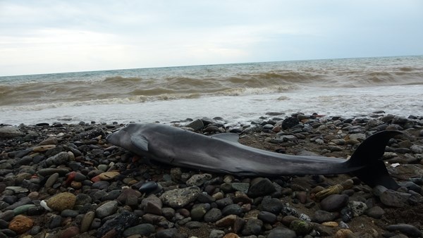 Trabzon'da yunusu kurtarmak için seferber oldular. Foto Haber 2