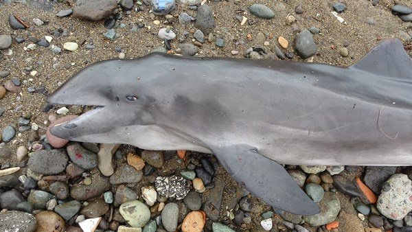 Trabzon'da yunusu kurtarmak için seferber oldular. Foto Haber 4