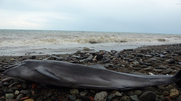 Trabzon'da yunusu kurtarmak için seferber oldular. Foto Haber 3