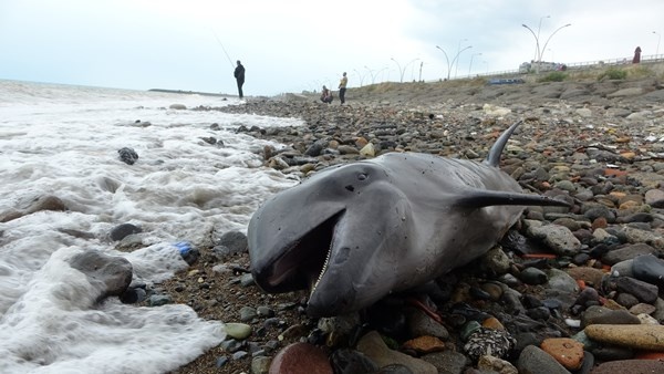 Trabzon'da yunusu kurtarmak için seferber oldular. Foto Haber 7