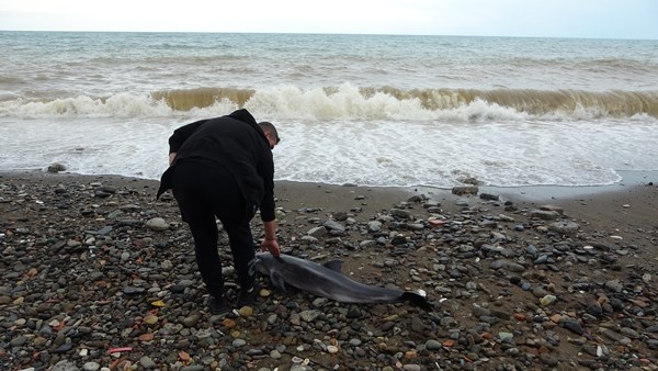 Trabzon'da yunusu kurtarmak için seferber oldular. Foto Haber 6