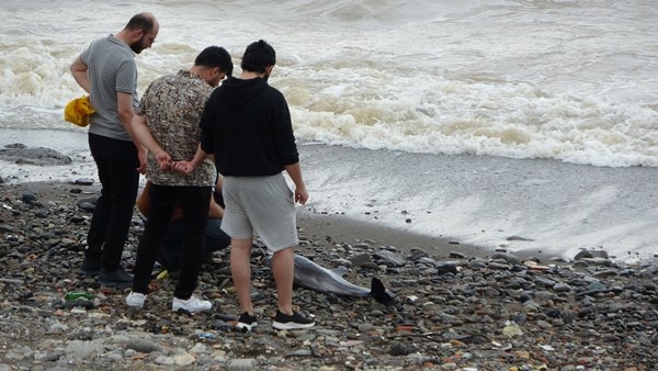 Trabzon'da yunusu kurtarmak için seferber oldular. Foto Haber 8
