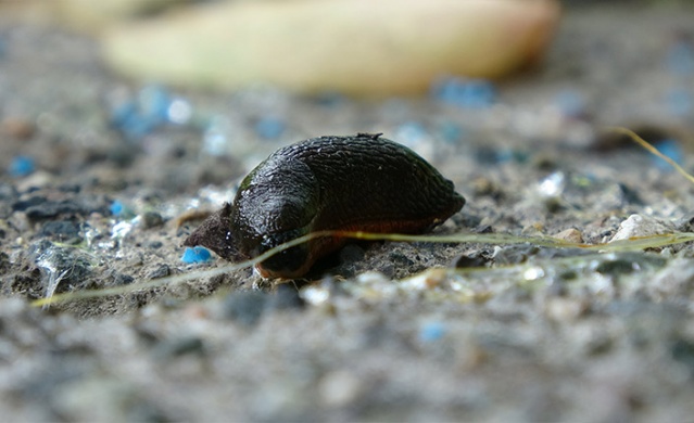 Trabzon'da "Katil Salyangoz" istilası 8