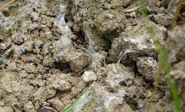 Trabzon'da "Katil Salyangoz" istilası 4