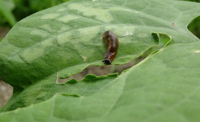 Trabzon'da "Katil Salyangoz" istilası 2