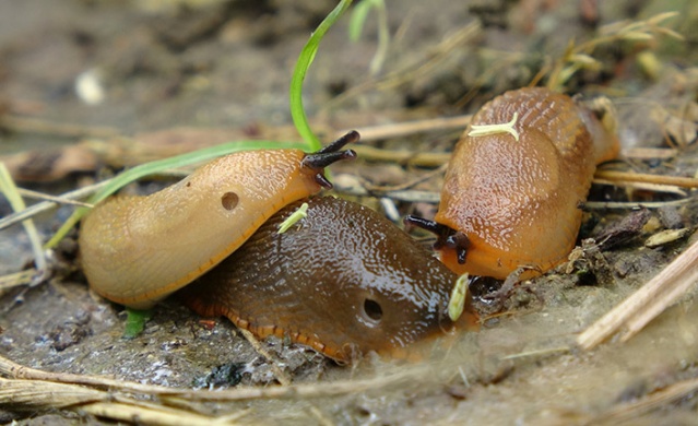 Trabzon'da "Katil Salyangoz" istilası 3