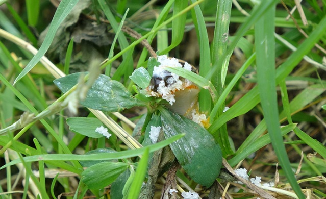 Trabzon'da "Katil Salyangoz" istilası 5