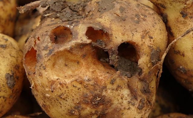 Trabzon'da "Katil Salyangoz" istilası 6