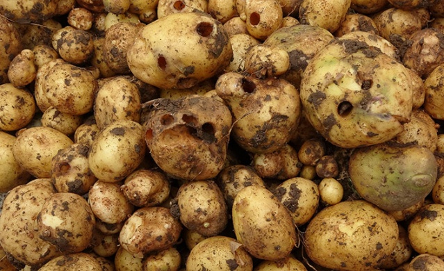 Trabzon'da "Katil Salyangoz" istilası 7