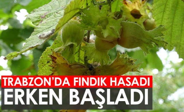 Trabzon’da fındık hasadı erken başladı. Foto Haber 1
