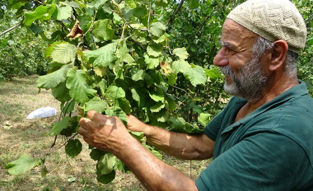 Trabzon’da fındık hasadı erken başladı. Foto Haber 6