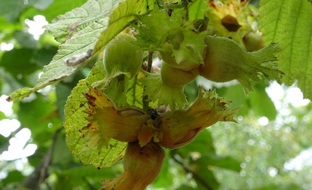 Trabzon’da fındık hasadı erken başladı. Foto Haber 7