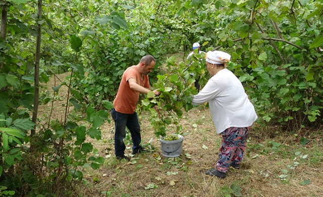 Trabzon’da fındık hasadı erken başladı. Foto Haber 5