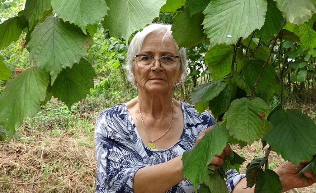 Trabzon’da fındık hasadı erken başladı. Foto Haber 4