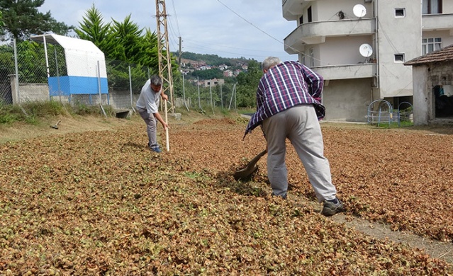 Trabzon’da fındık hasadı erken başladı. Foto Haber 8