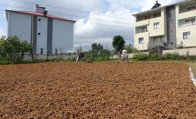 Trabzon’da fındık hasadı erken başladı. Foto Haber 9