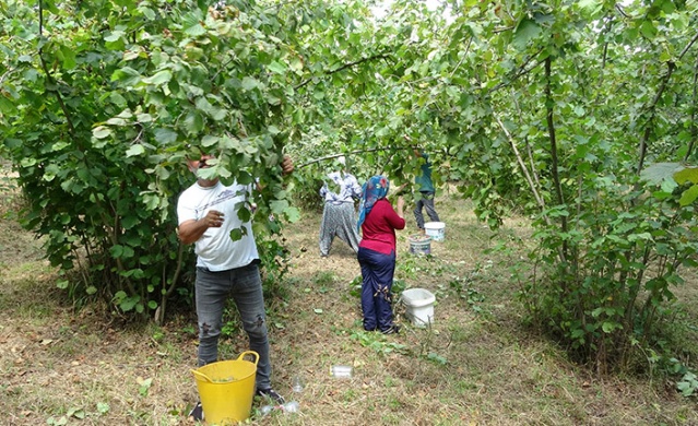 Trabzon’da fındık hasadı erken başladı. Foto Haber 2
