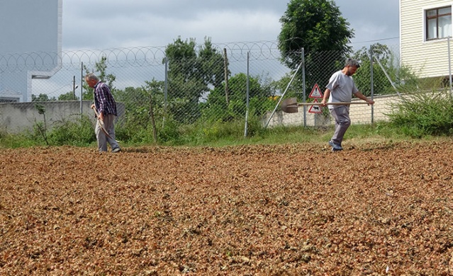 Trabzon’da fındık hasadı erken başladı. Foto Haber 10