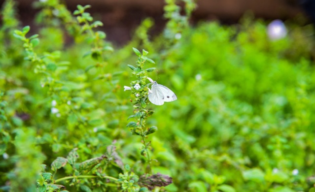 Trabzon Botanik Park'ta "Tıbbi ve Aromatik Bitkiler Koleksiyon Bahçesi" hayran bırakıyor.. Foto Galeri 2