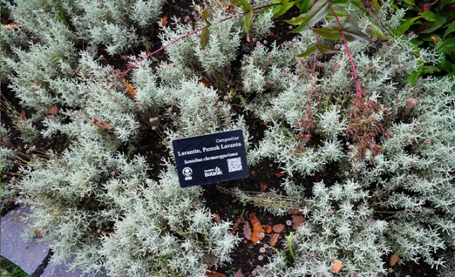 Trabzon Botanik Park'ta "Tıbbi ve Aromatik Bitkiler Koleksiyon Bahçesi" hayran bırakıyor.. Foto Galeri 8