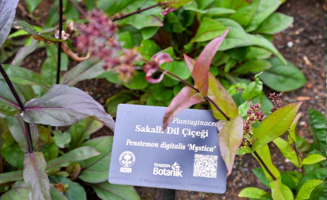 Trabzon Botanik Park'ta "Tıbbi ve Aromatik Bitkiler Koleksiyon Bahçesi" hayran bırakıyor.. Foto Galeri 5