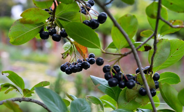 Trabzon Botanik Park'ta "Tıbbi ve Aromatik Bitkiler Koleksiyon Bahçesi" hayran bırakıyor.. Foto Galeri 4