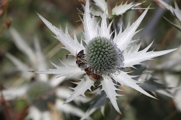 Anzer Balı'nda bal sağımı gerçekleştirildi. Foto Haber 1