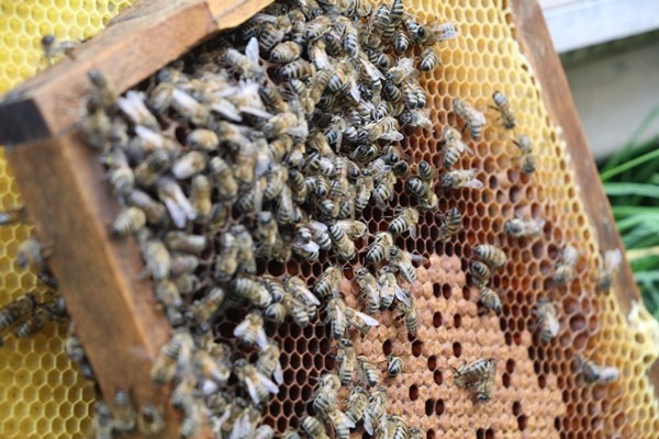 Anzer Balı'nda bal sağımı gerçekleştirildi. Foto Haber 4