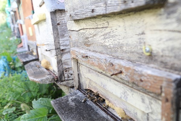 Anzer Balı'nda bal sağımı gerçekleştirildi. Foto Haber 5