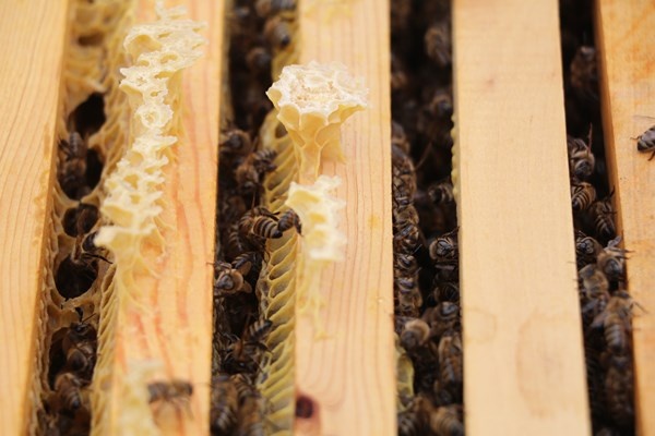 Anzer Balı'nda bal sağımı gerçekleştirildi. Foto Haber 6
