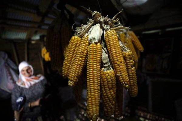 Karadeniz'in çalışkan kadınlarından mısır unu mesaisi. Foto Haber 20