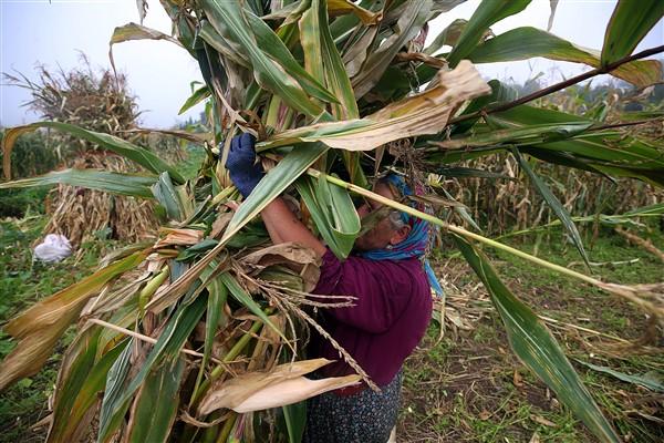 Karadeniz'in çalışkan kadınlarından mısır unu mesaisi. Foto Haber 18