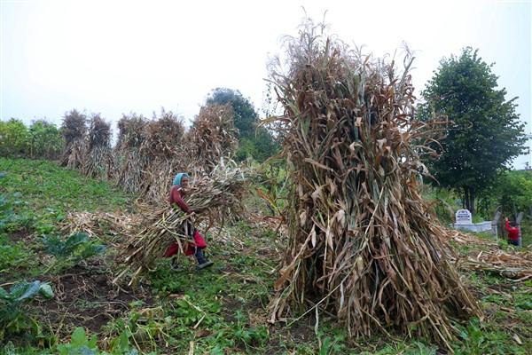 Karadeniz'in çalışkan kadınlarından mısır unu mesaisi. Foto Haber 17