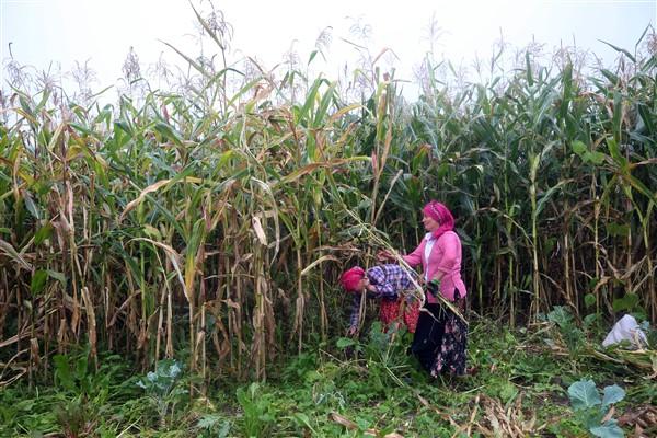 Karadeniz'in çalışkan kadınlarından mısır unu mesaisi. Foto Haber 15