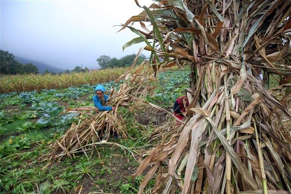 Karadeniz'in çalışkan kadınlarından mısır unu mesaisi. Foto Haber 14