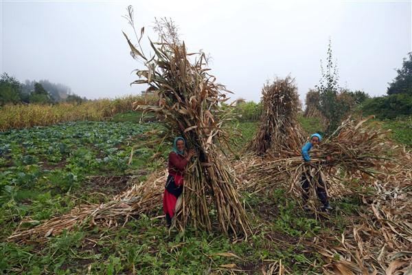 Karadeniz'in çalışkan kadınlarından mısır unu mesaisi. Foto Haber 12