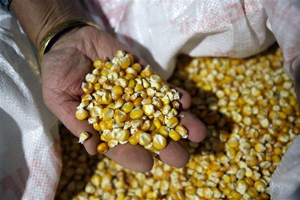 Karadeniz'in çalışkan kadınlarından mısır unu mesaisi. Foto Haber 8